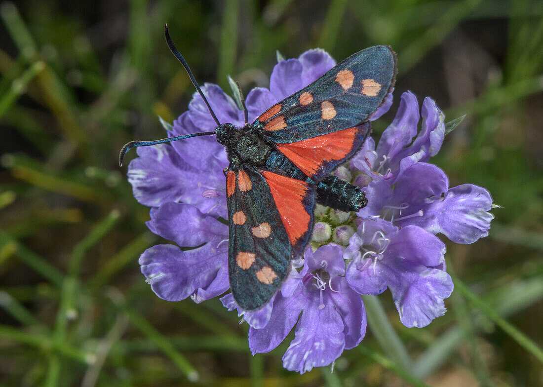 6-spot burnet moth