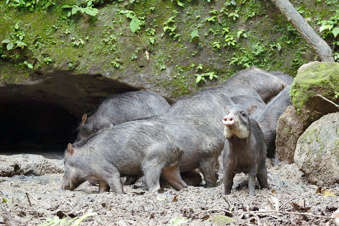 Group white-lipped peccary