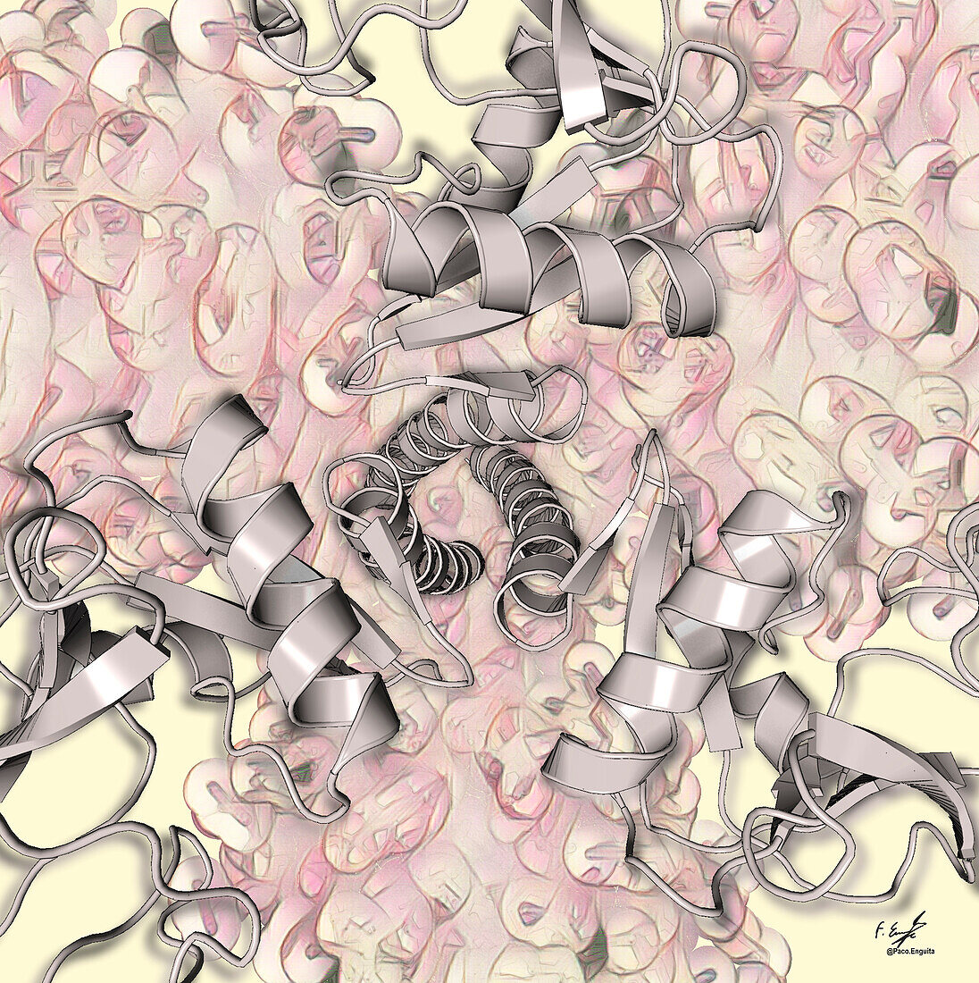 Tetranectin plasminogen-binding protein, illustration