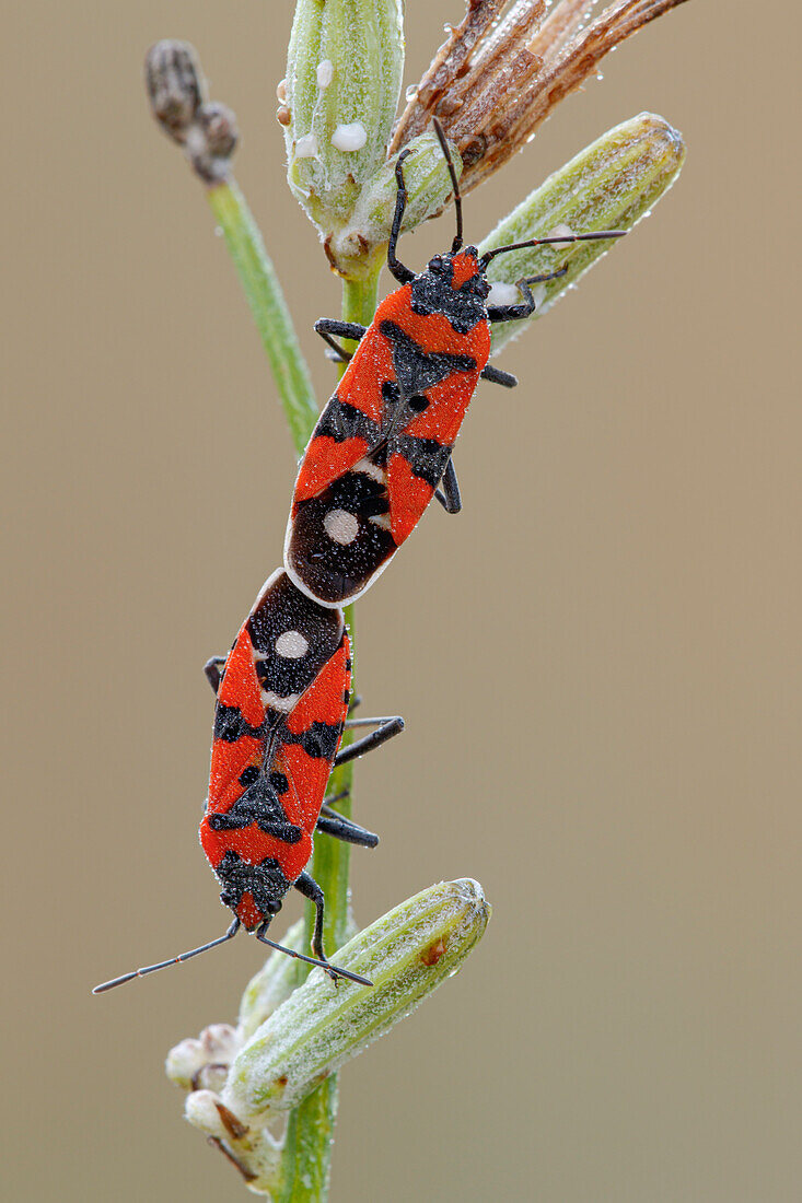 Black and red bug