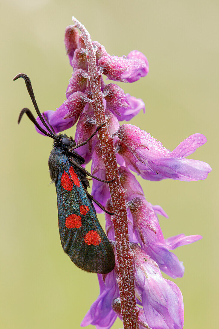 Five spot burnet moth