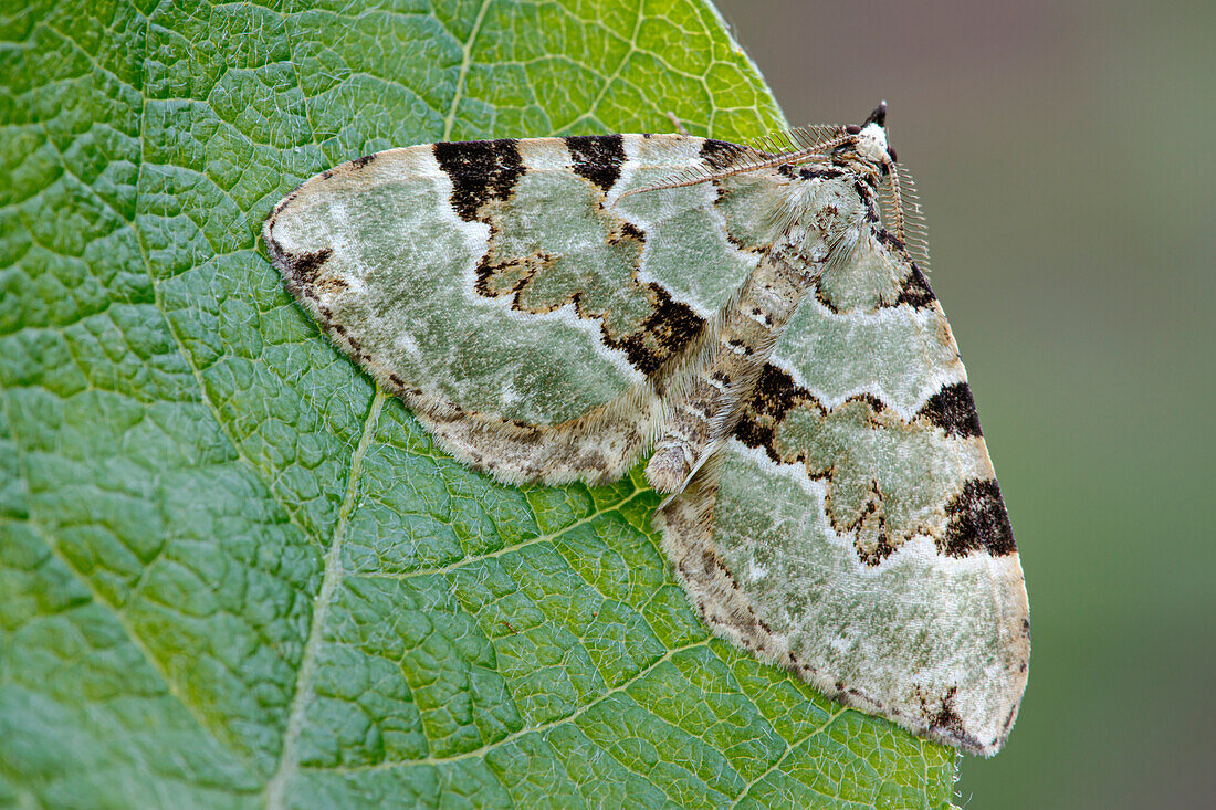 Green carpet moth