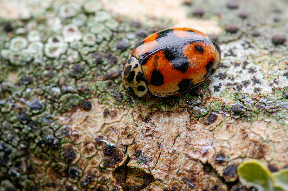 Ten-spot ladybird