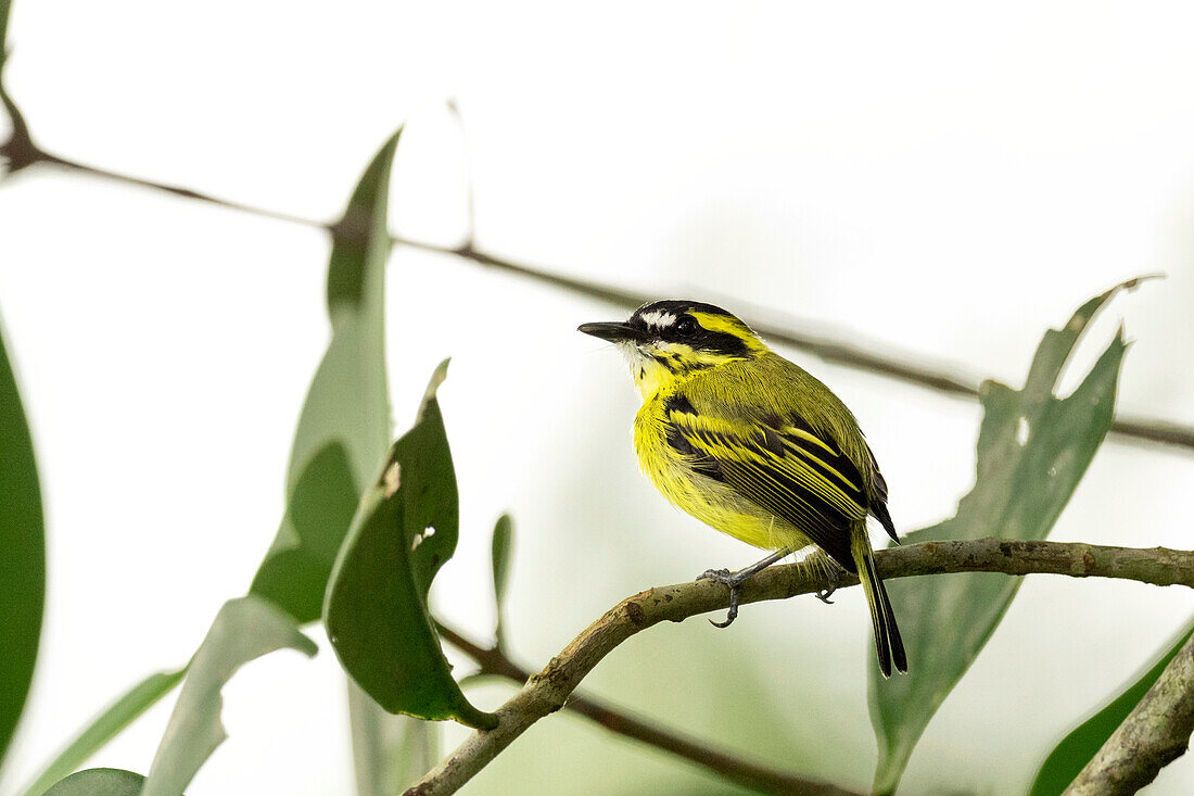 Yellow-browed tody-flycatcher