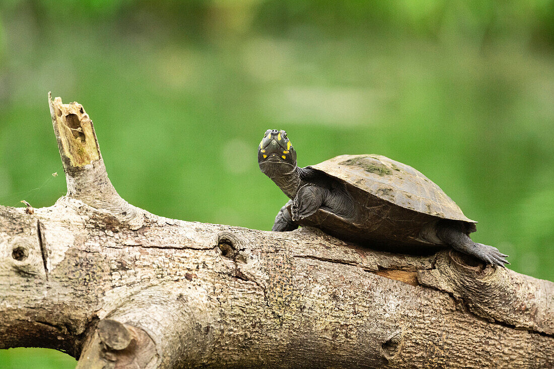 Yellow-spotted river turtle