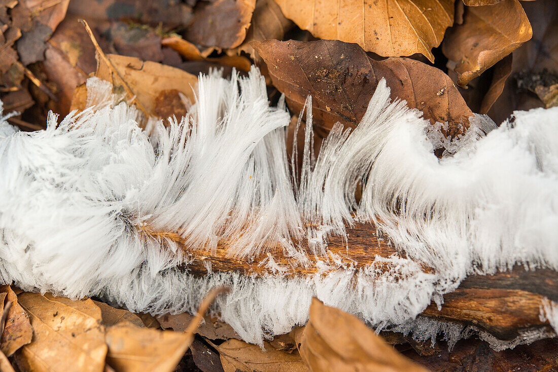 Hair ice on a fallen branch