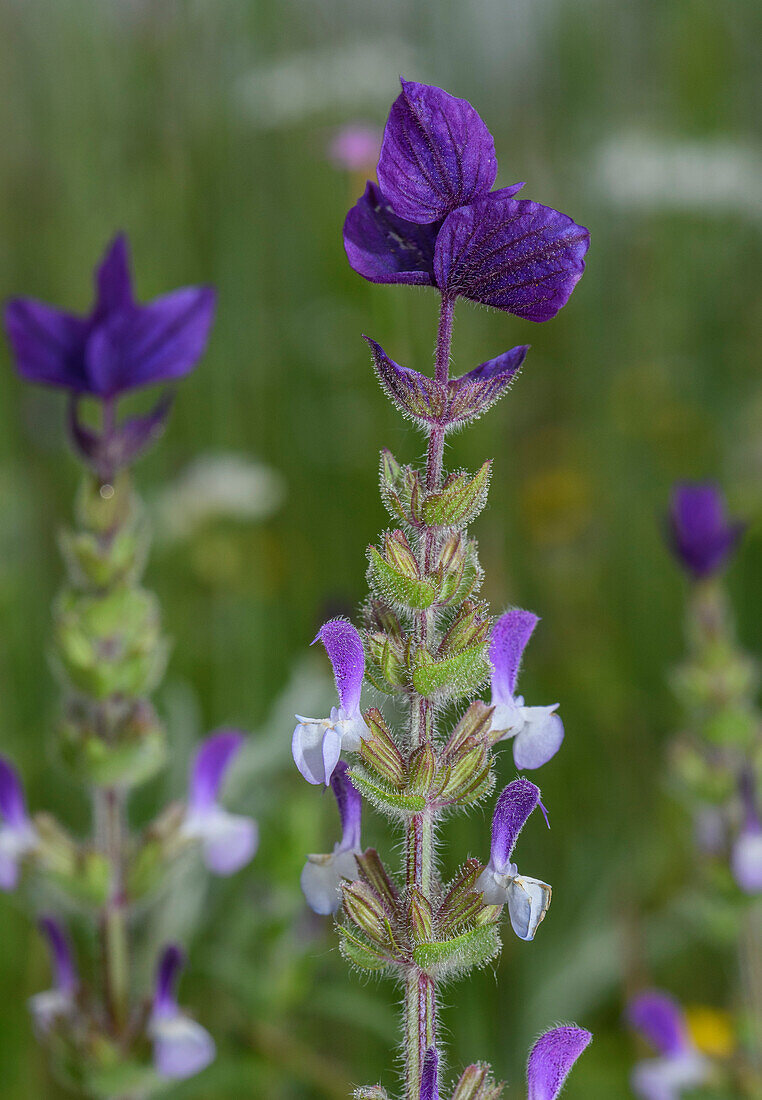 Annual clary (Salvia viridis) in flower