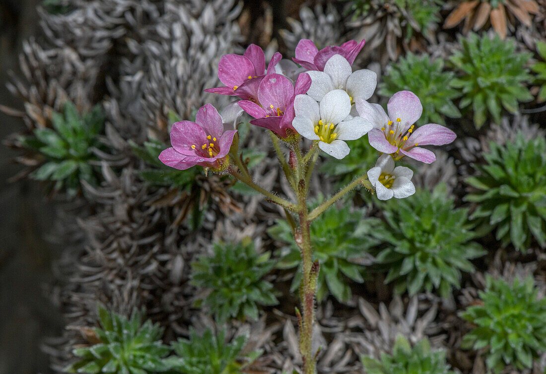 Endemic Balkan saxifrage (Saxifraga scardica)