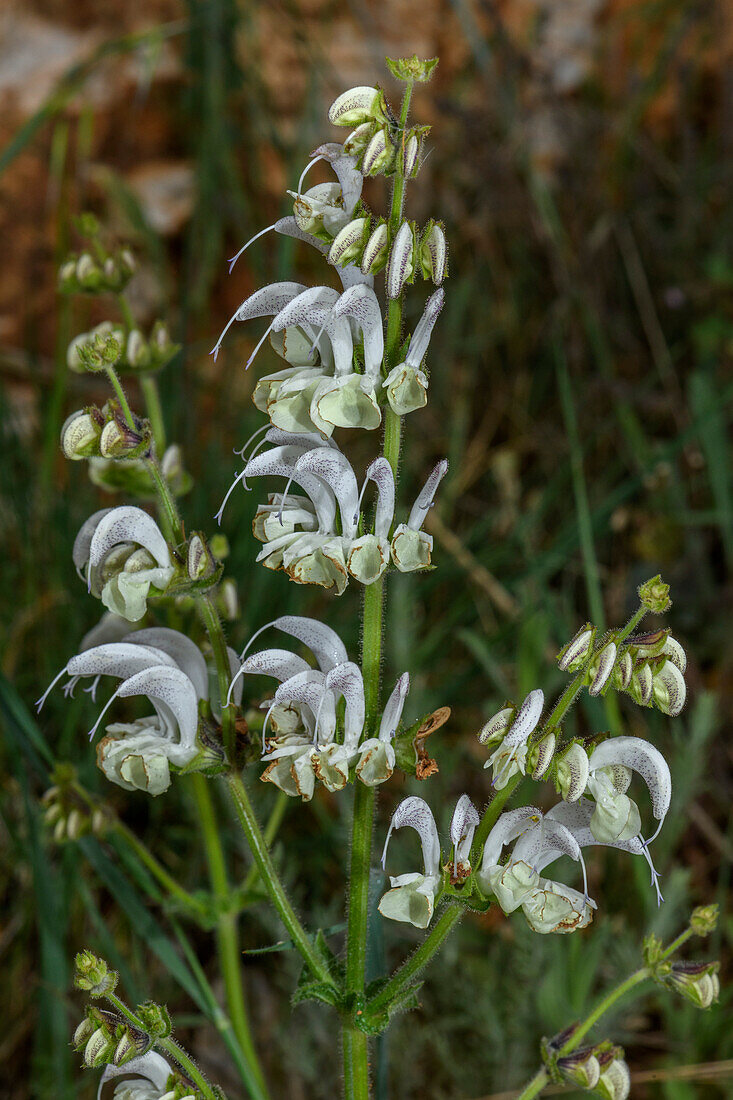 Silver sage (Salvia argentea) in flower