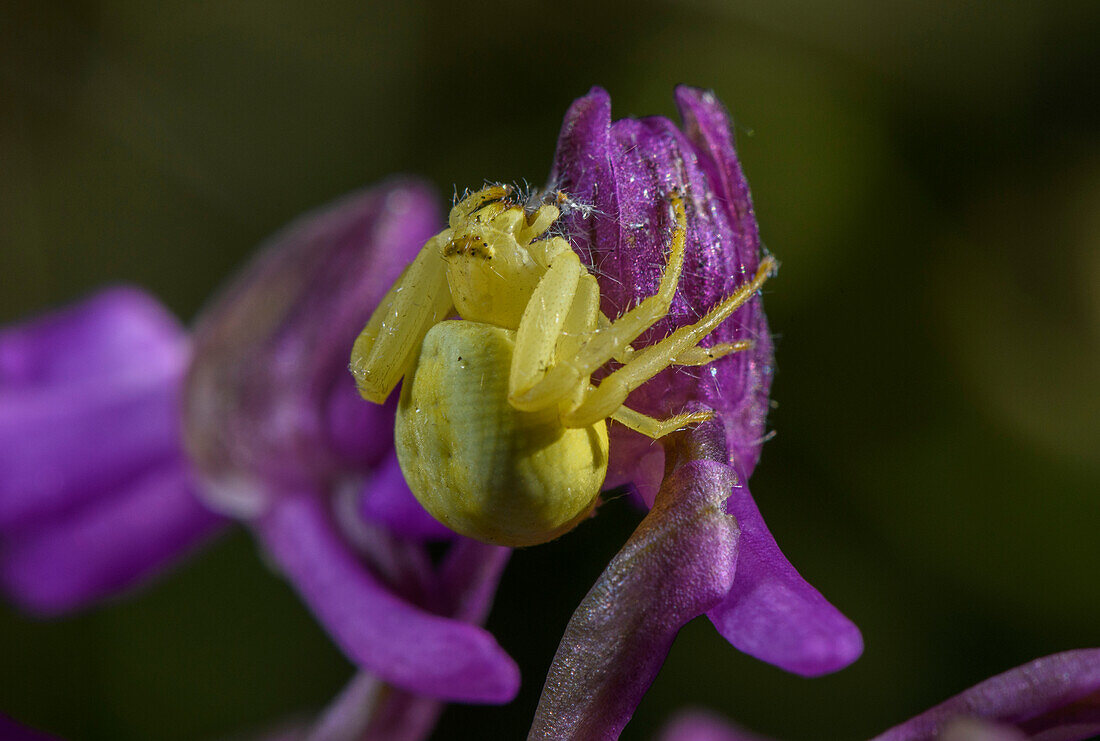 Yellow crab spider on green-winged orchid