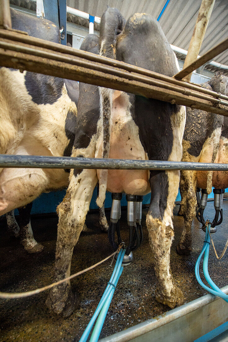 Cows being milked in a herringbone milking parlour