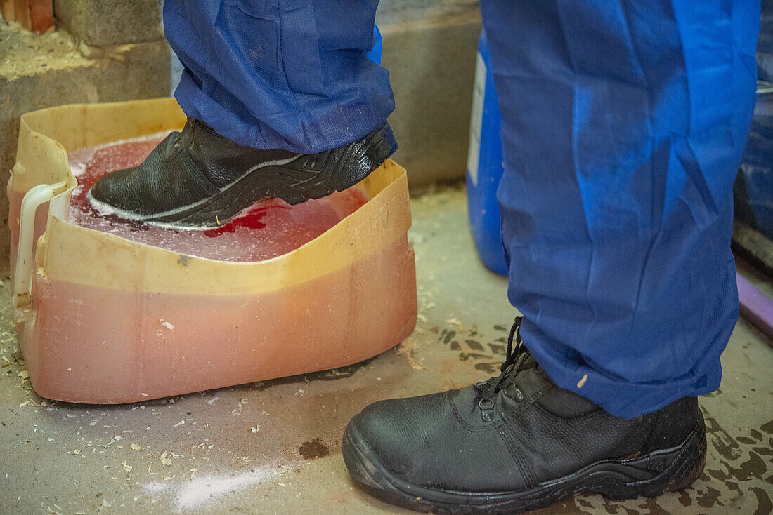 Boots being dipped in disinfectant