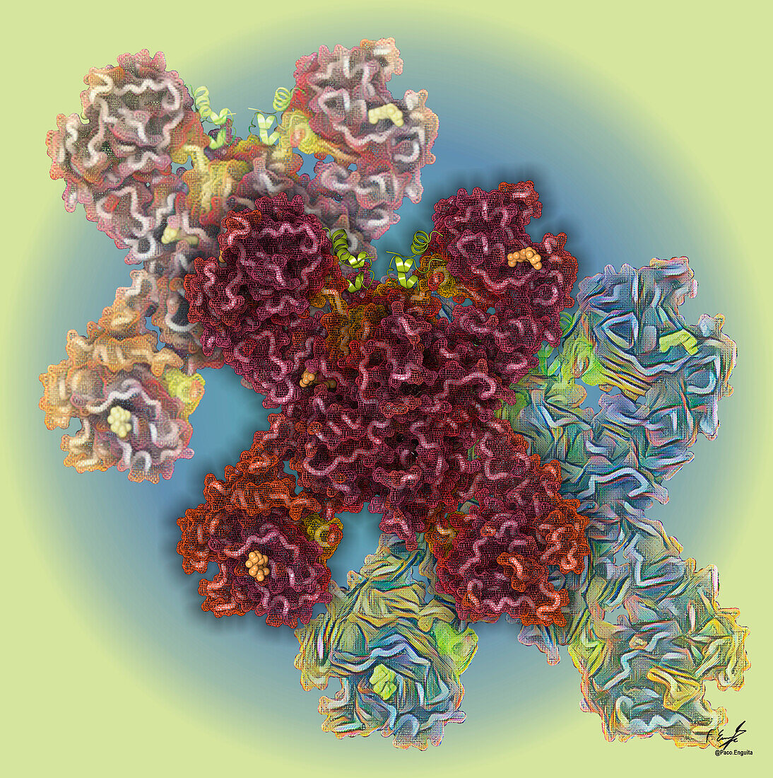Insulin receptor molecule, illustration