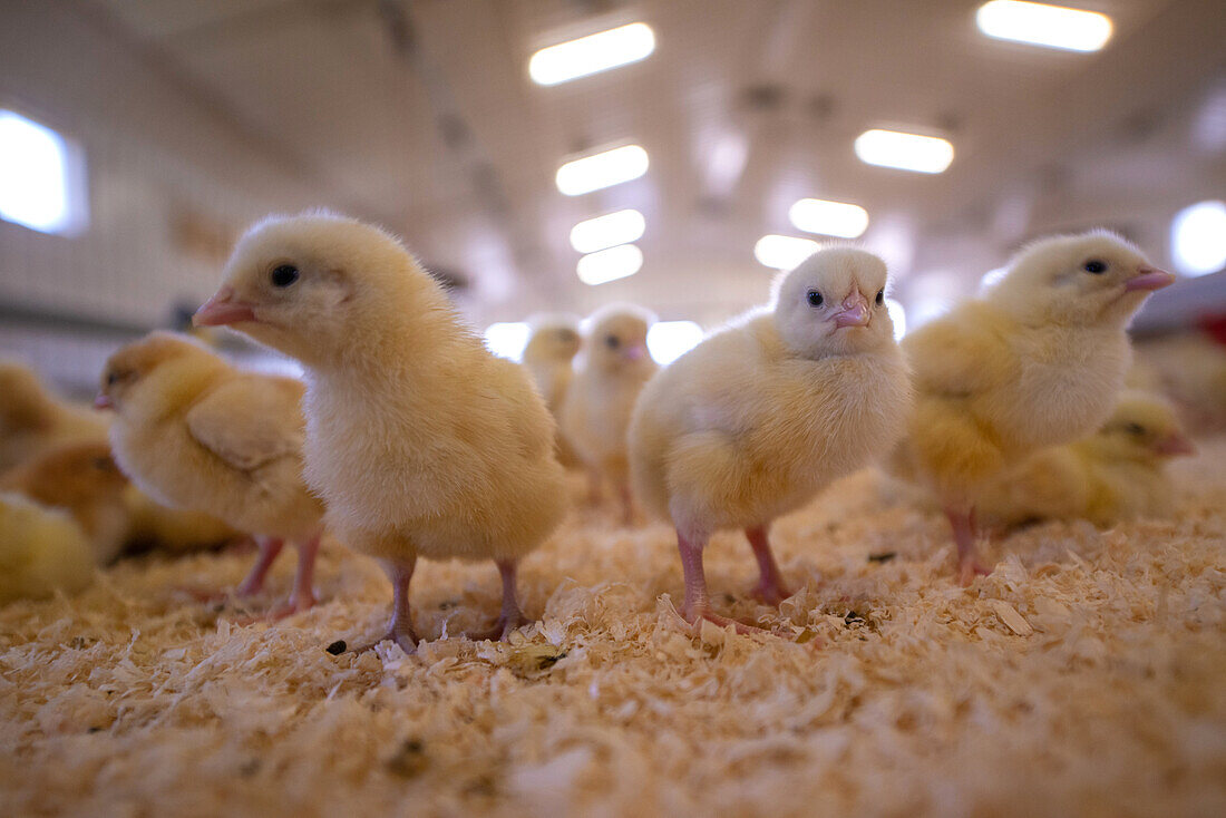 Young chicks in poultry shed