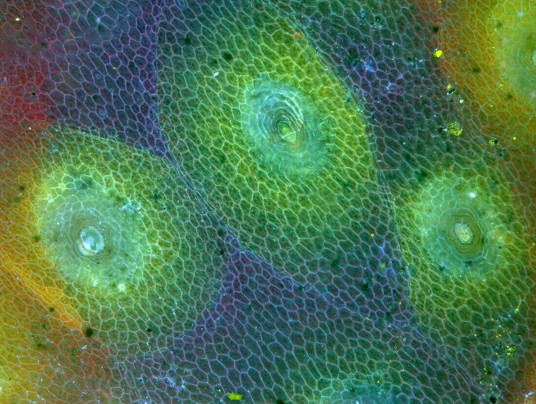 Liverwort thallus surface with pores, fluorescence micrograph