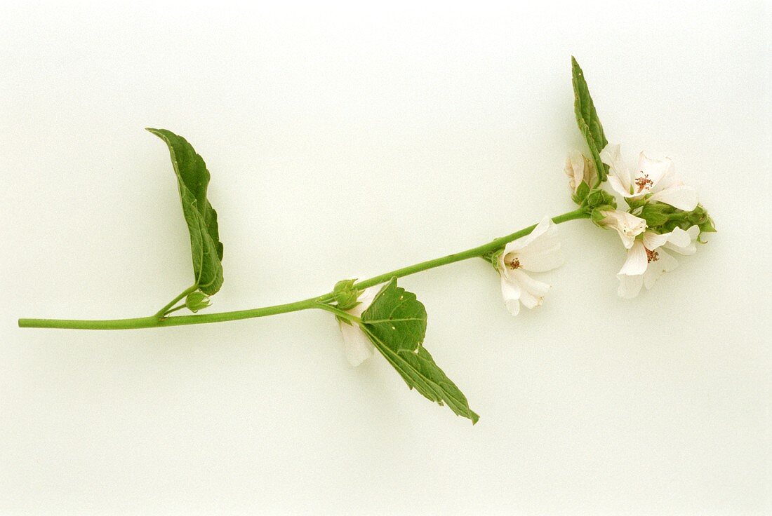 Ein Zweig blühender Eibisch (Althaea officinalis)
