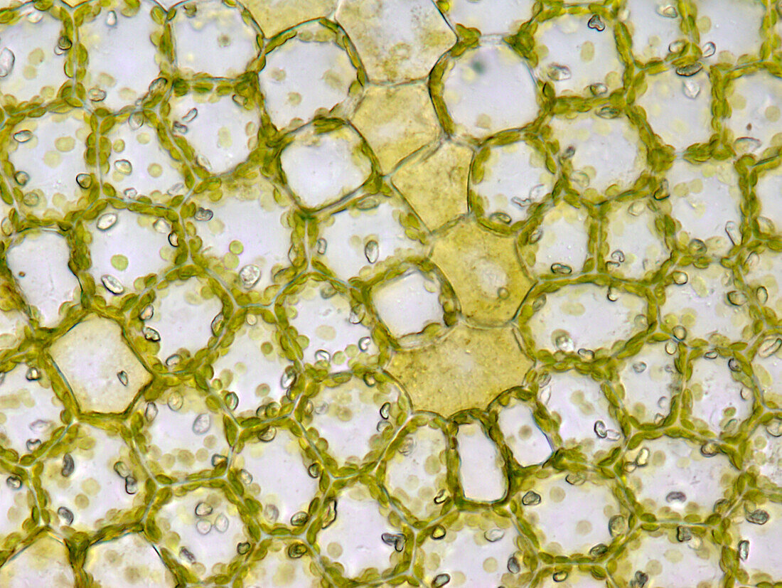 Liverwort gametophore, light micrograph