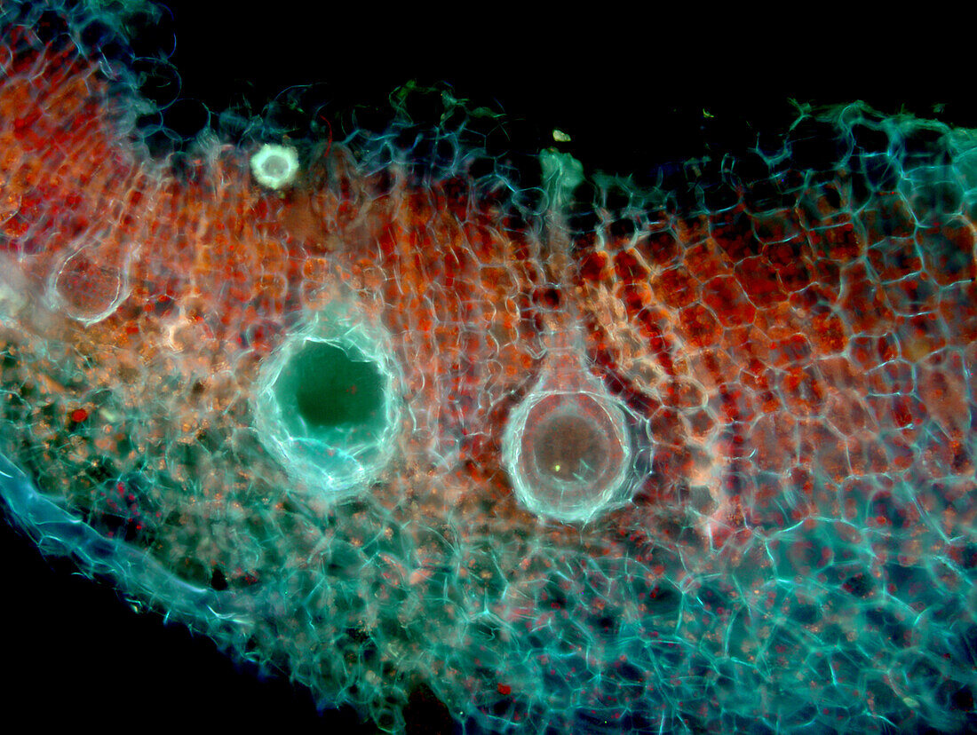 Liverwort thallus, fluorescence micrograph