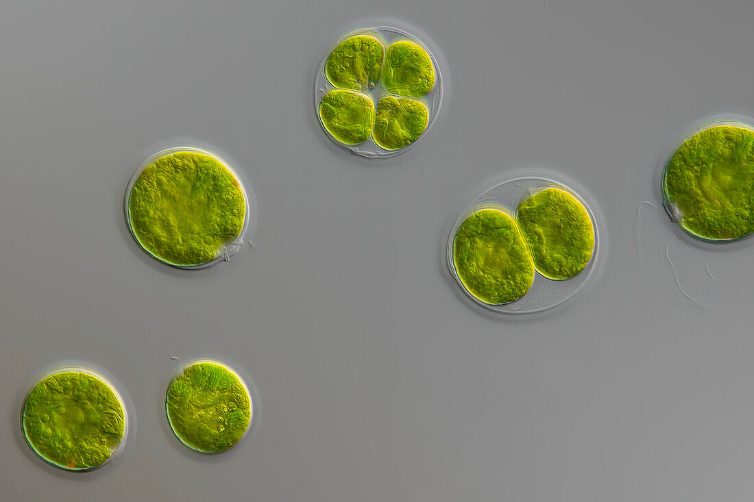 Chlamydomonas sp. algae, light micrograph