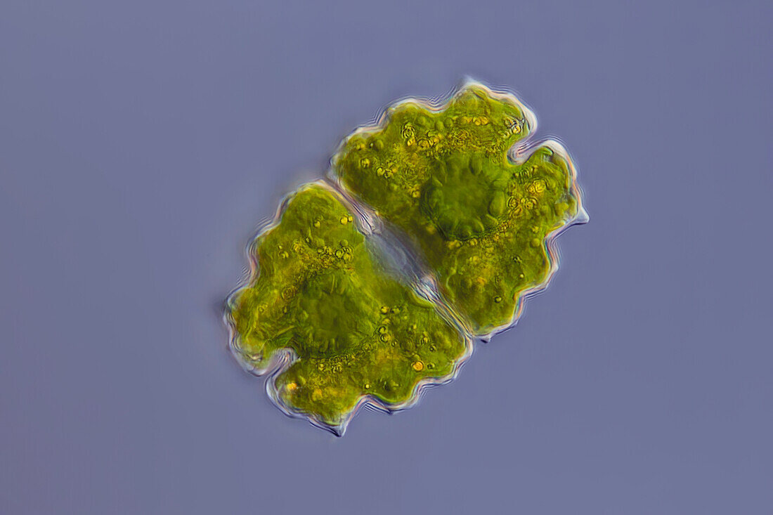 Euastrum bidentatum algae, light micrograph