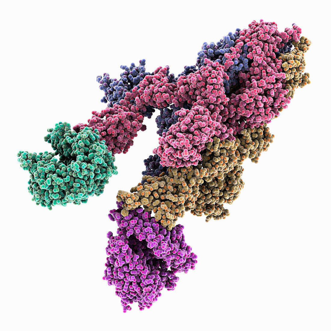 SARS-CoV-2 spike glycoprotein complex, illustration