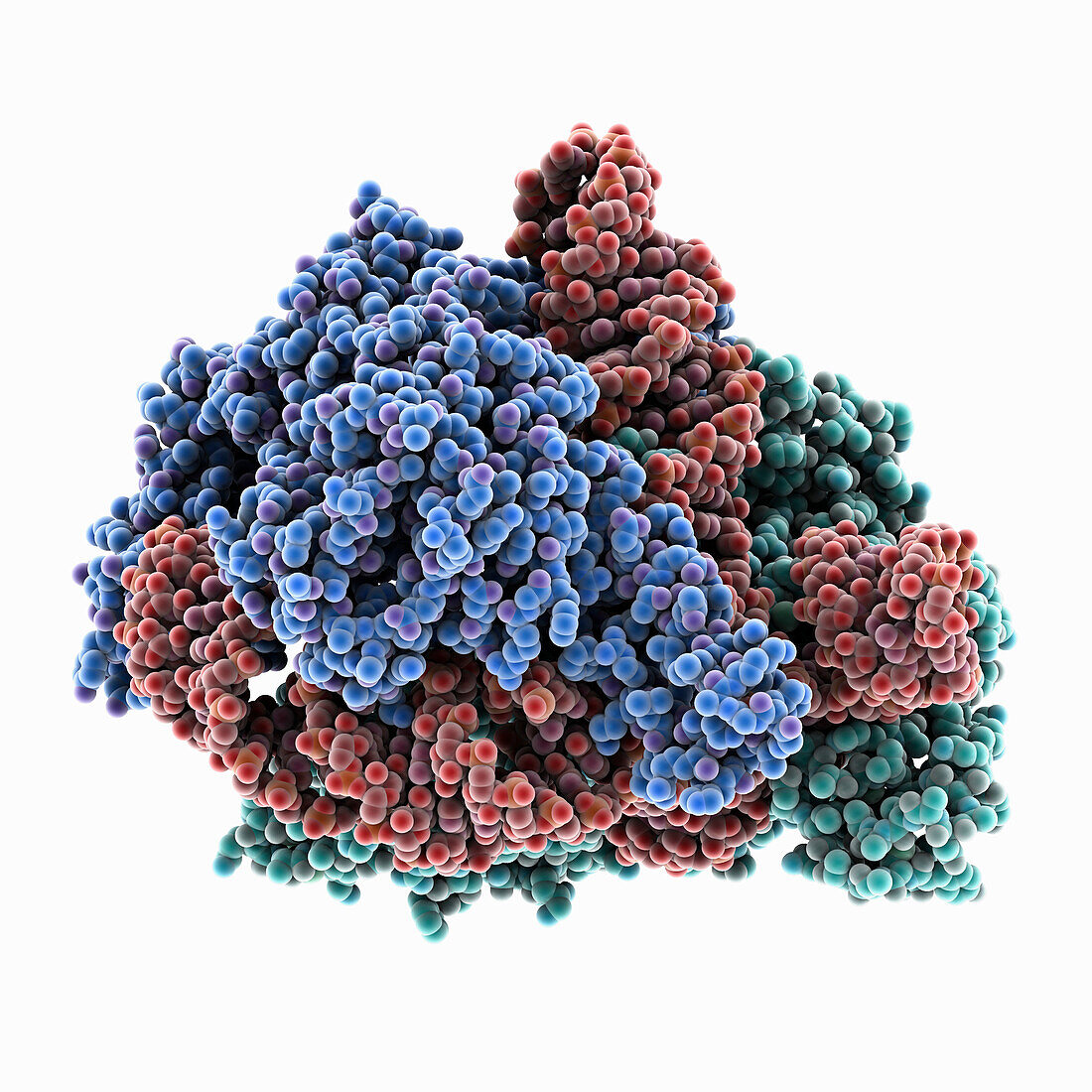CRISPR-Cas12f binary complex, illustration