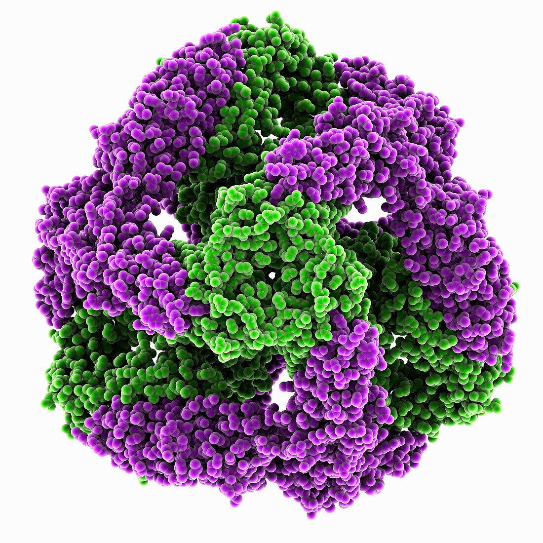 Heat shock protein Hsp17, illustration