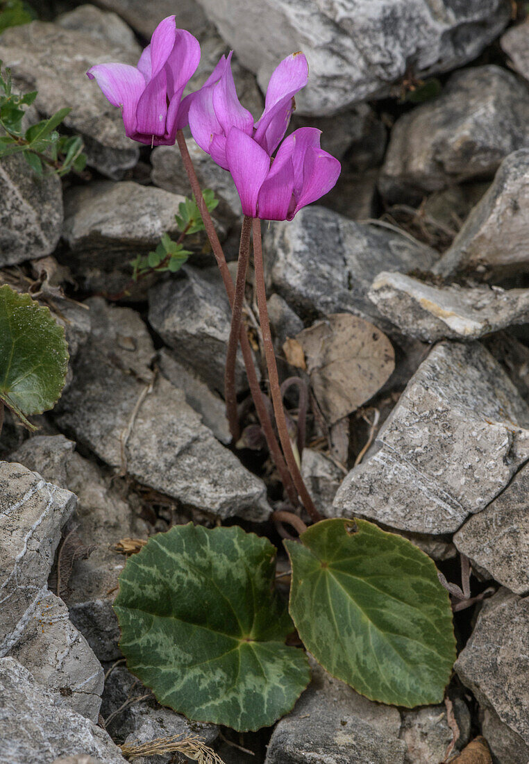 Alpine cyclamen (Cyclamen purpurascens) in flower