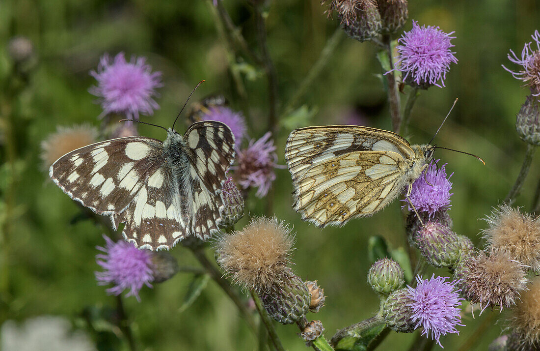 Marbled white feeding at creeping thistle
