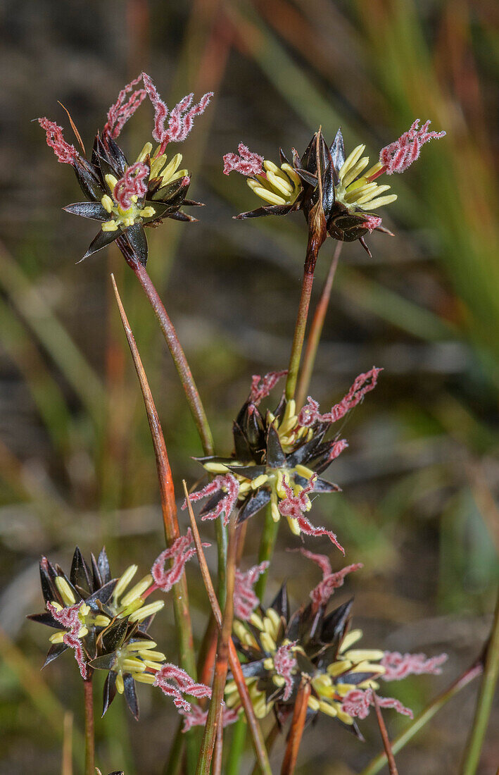 Jacquin's rush (Juncus jacquinii) in flower