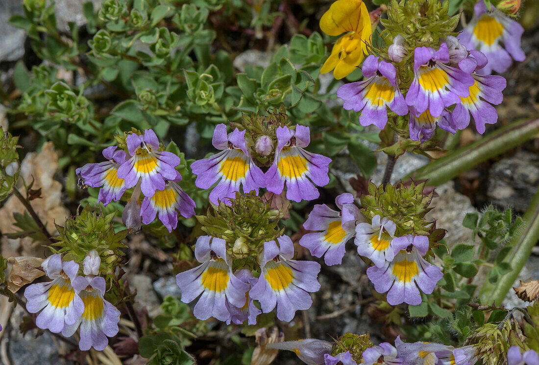 Alpine eyebright (Euphrasia alpina) in flower
