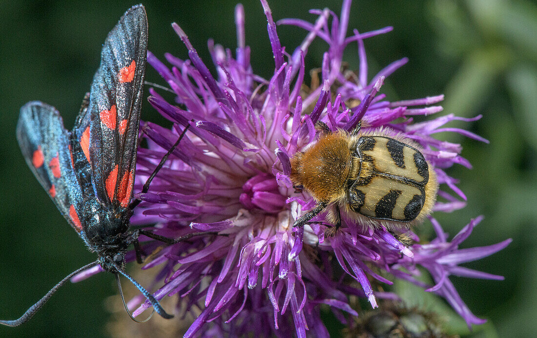 Bee chafer beetle feeding on knapweed flower
