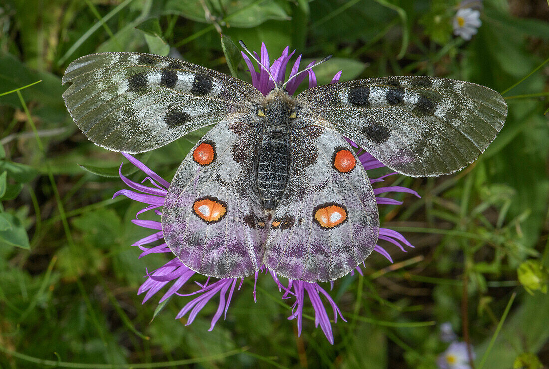 Apollo butterfly feeding on knapweed