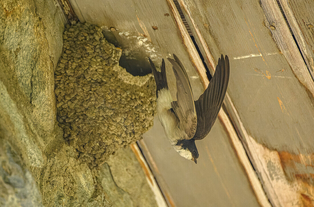 Common house martin leaving nest