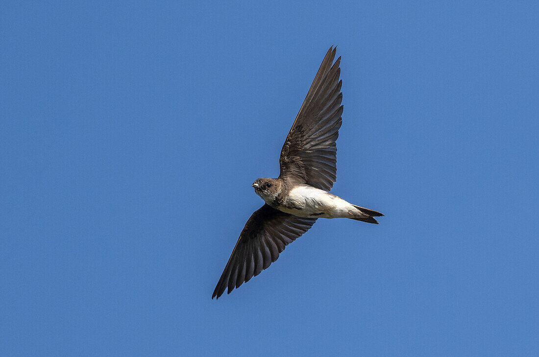 Sand martin in flight around breeding site