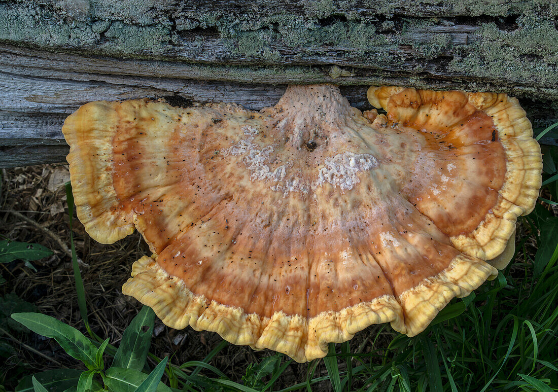 Chicken-of-the-woods on fallen log