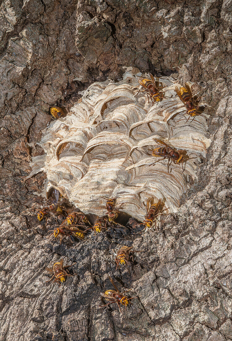 European hornet nest