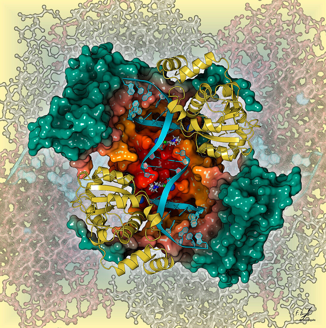 Antibiotic complexed with topoisomerase IV, illustration
