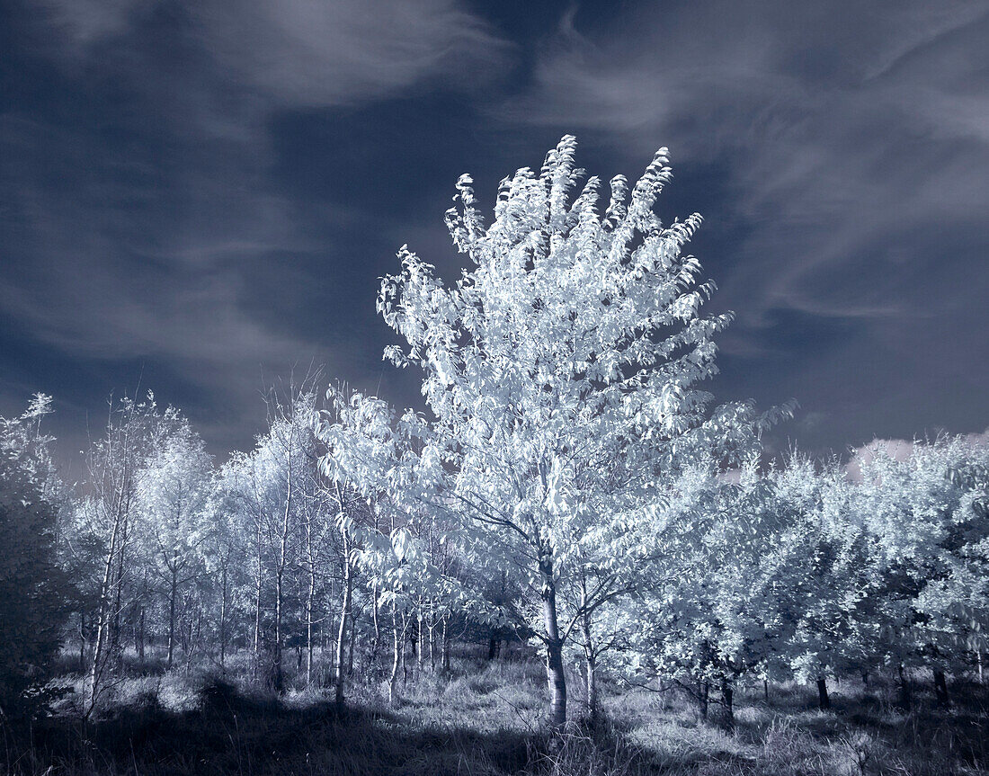 Silver birch trees, infrared image