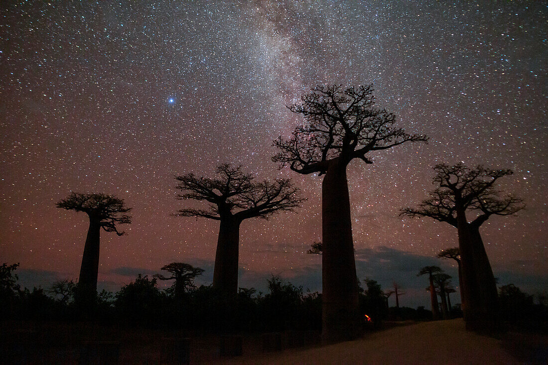 Night sky over baobab trees, Madagascar