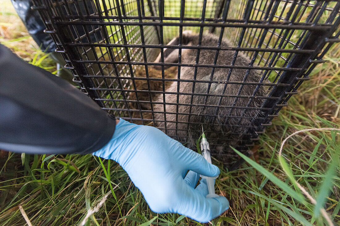 Badger being vaccinated against TB