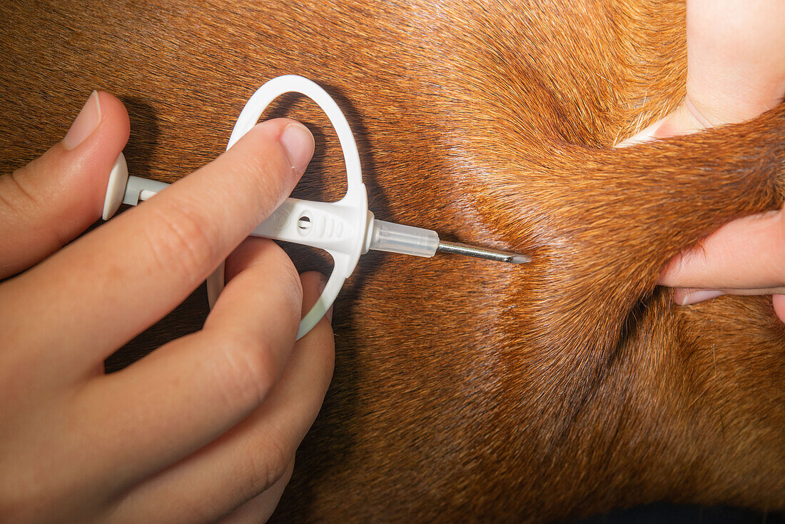 Dog being microchipped