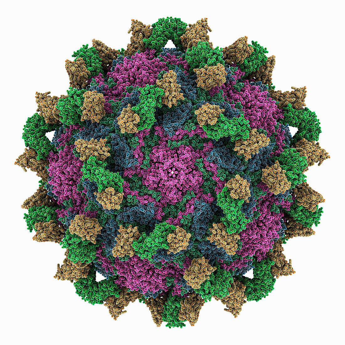 Echovirus3 capsid complexed with 6D10 fab, illustration