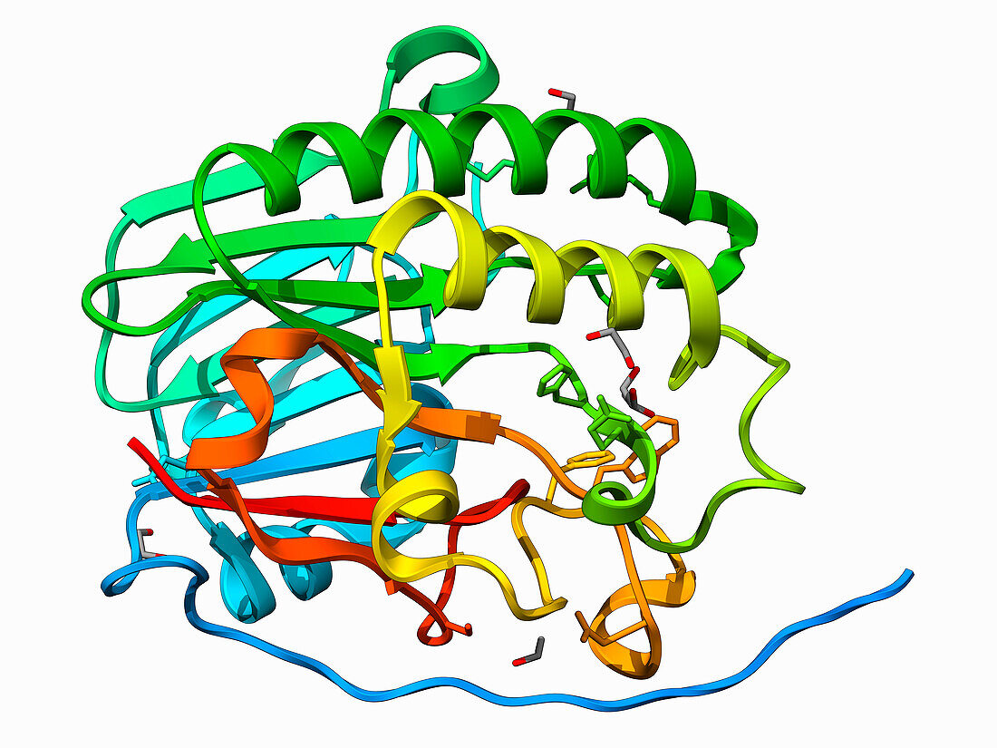 Human AP endonuclease 1, illustration