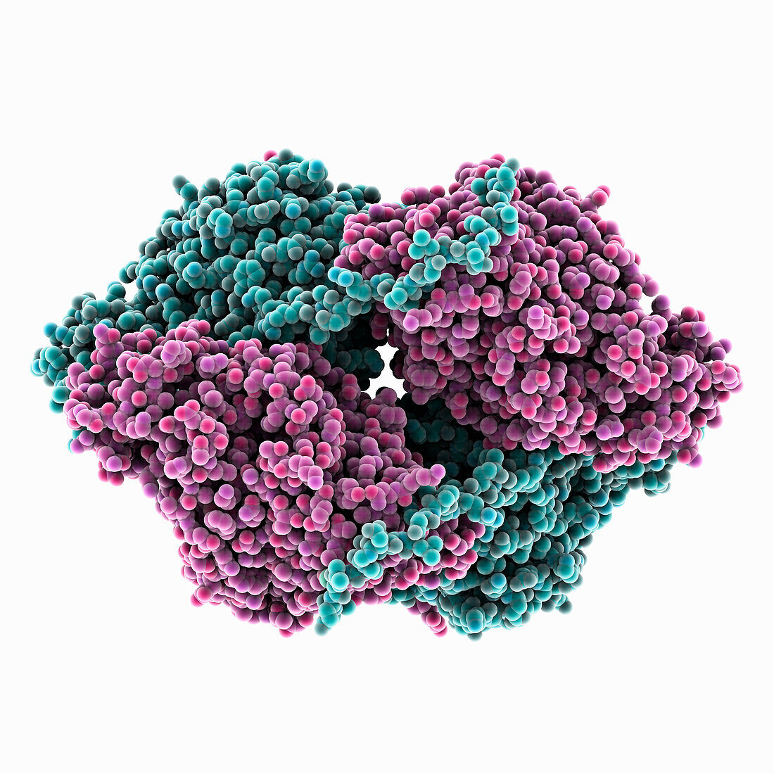 Dihydropyrimidinase-related protein, illustration