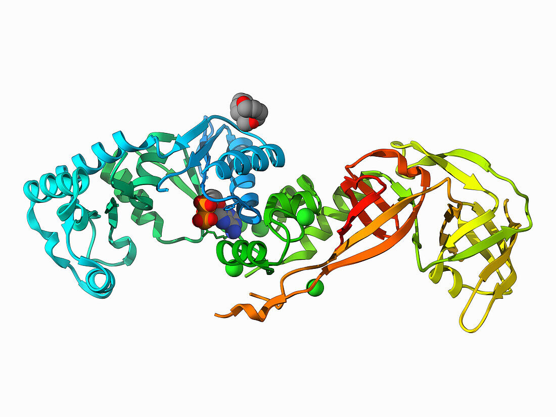 Glutamyl-tRNA synthetase complex, illustration