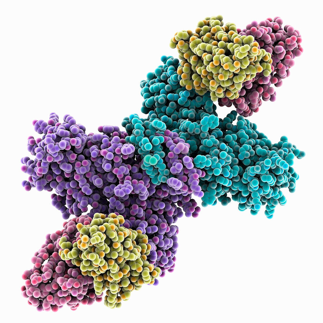 Dengue virus NS1 protein complex, illustration