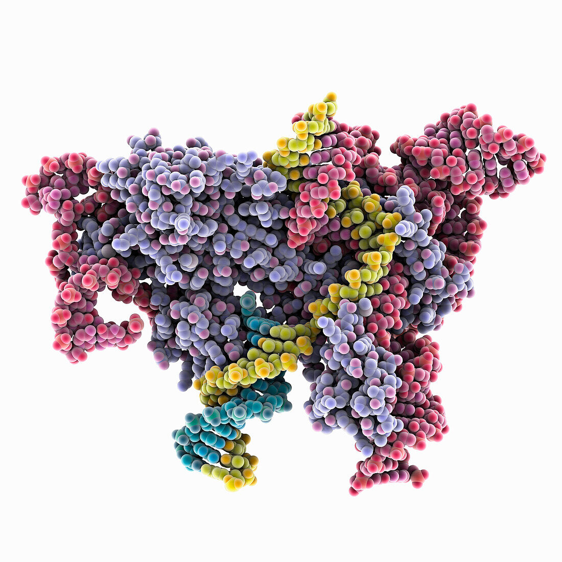 OgeuIscB-OMEGA RNA-target DNA complex, illustration