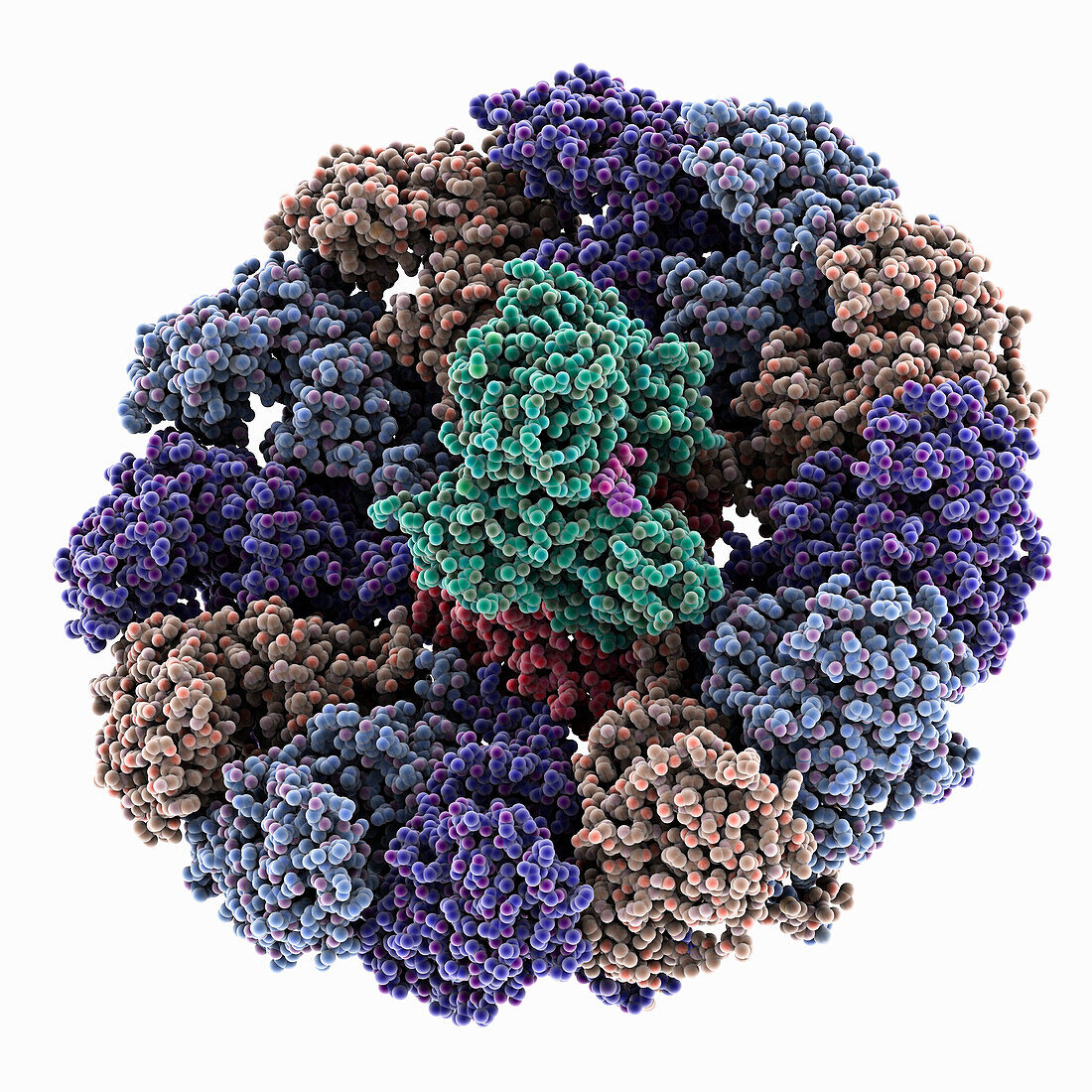 Chikungunya virus replication complex, illustration