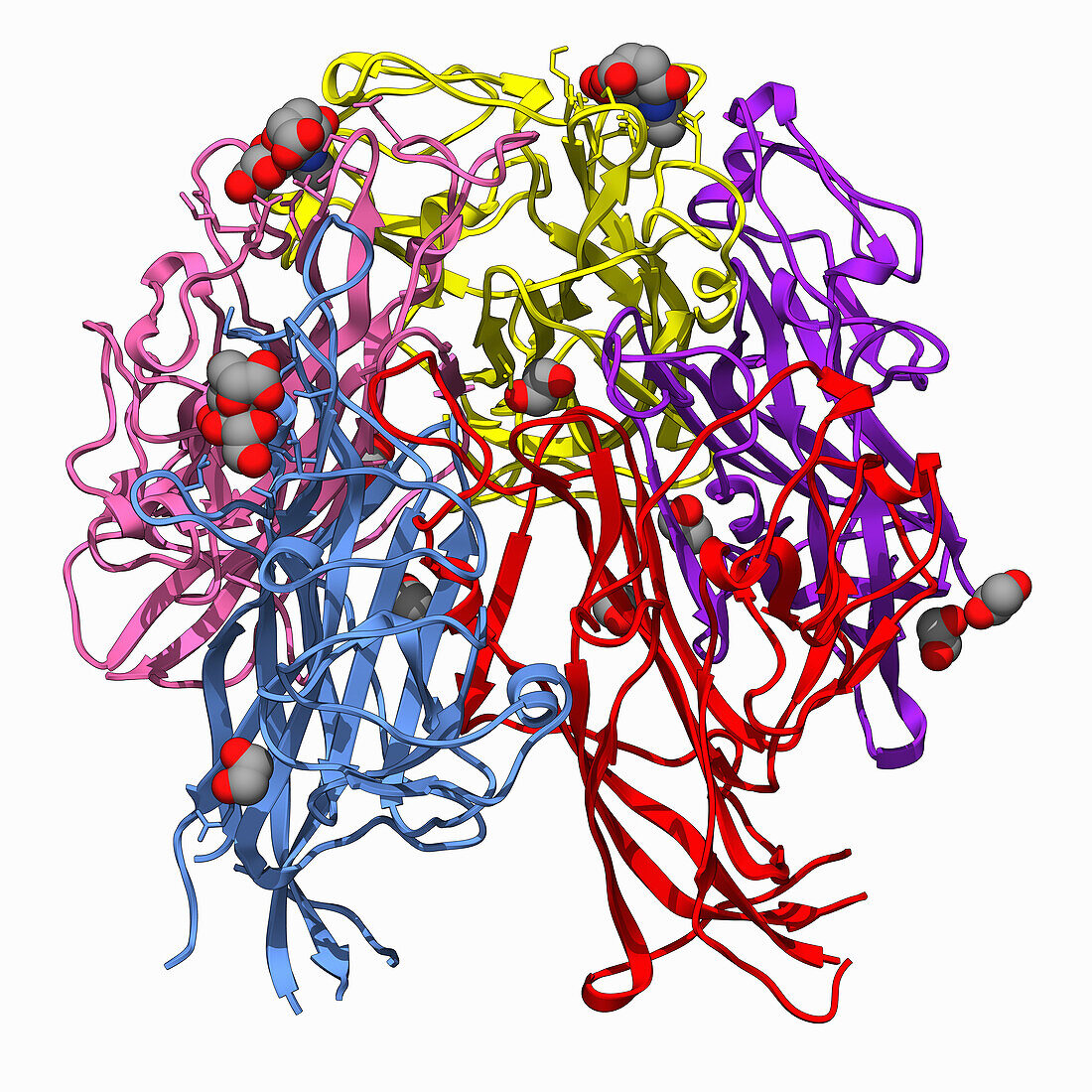 JC Polyoma virus capsid protein complex, illustration